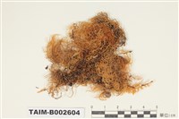 藏品(青苔科)的圖片